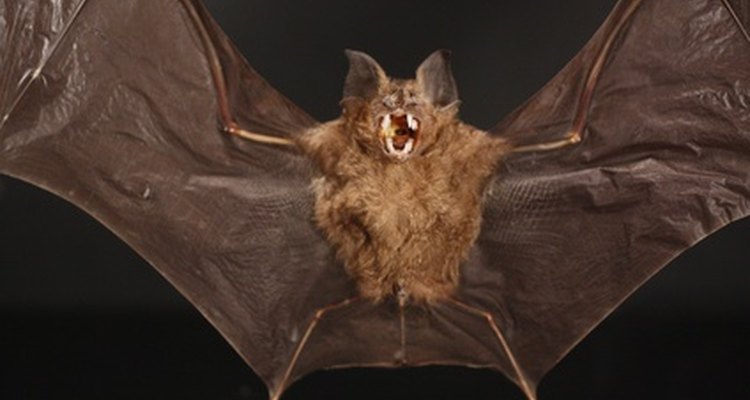Getting rid of bats in your roof is best done in springtime.