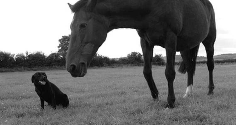 Cavaletti are used in horse and dog training.