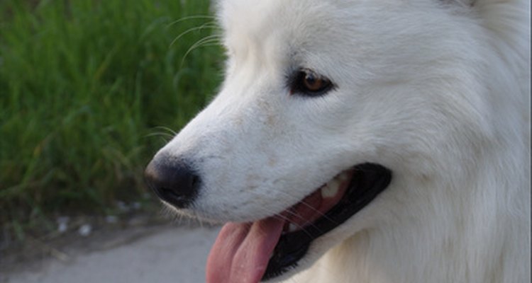 O uso regular de antisséptico bucal canino proporciona um cão saudável e com hálito refrescante