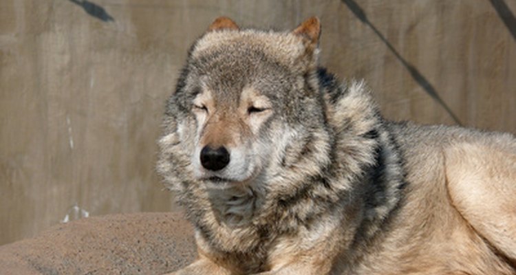 Los lobos usan el lenguaje corporal para demostrar su dominio o sumisión, emociones y estados de ánimo.