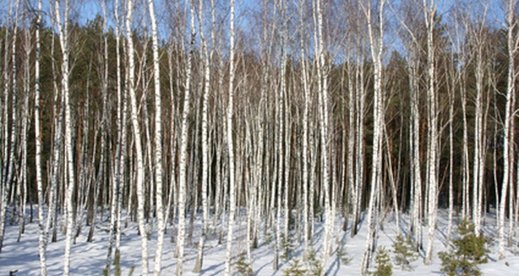 Tall, thin and leafless in the winter, birches look better in groups.