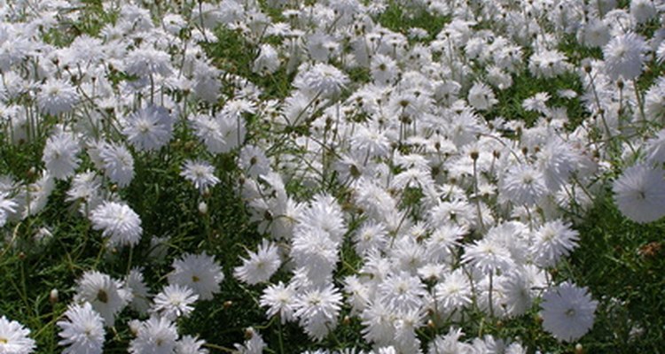 Un campo de claveles blancos en flor.