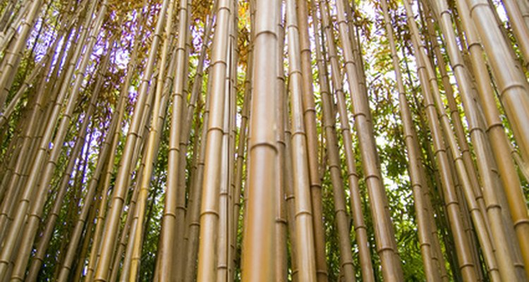 Las cañas de bambú tienen una variedad de usos.