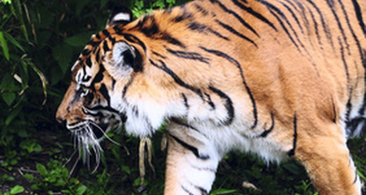 El majestuoso tigre de Bengala de la India se ve amenazado por la actividad humana.