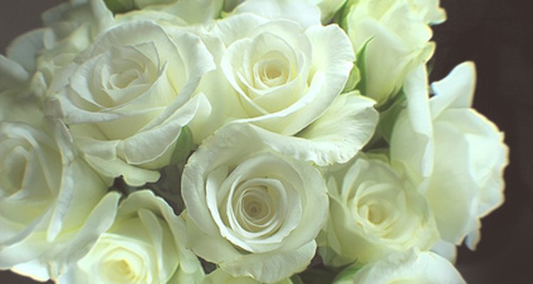 Las rosas blancas se mezclan bien con cualquier combinación de colores.