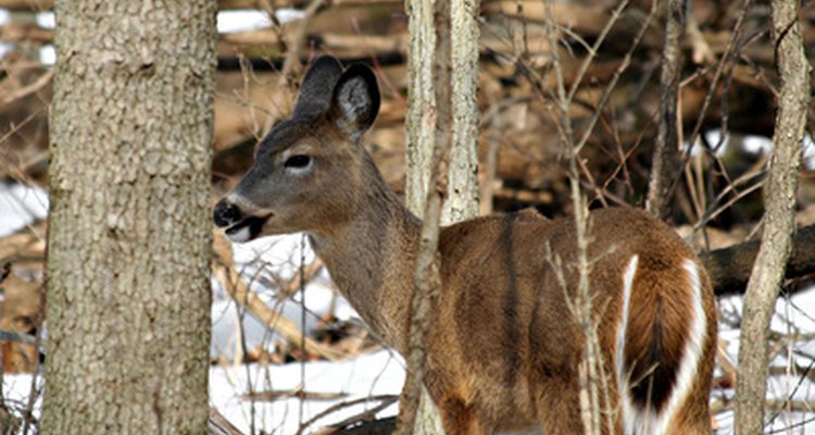 White-tailed deer are large herbivores inhabiting temperate North American woodlands.