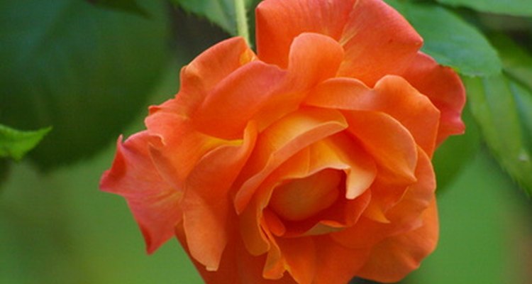 Una rosa de un color diferente puede florecer de pronto en un arbusto que tiene otro tipo de rosa injertado en su cepellón.