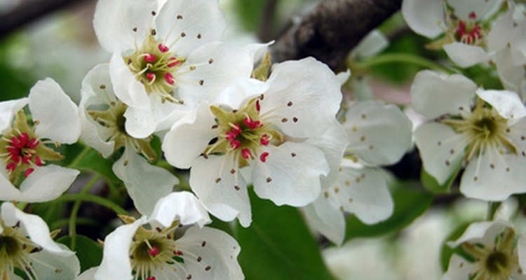 Pear blossoms have a long history of symbolism.