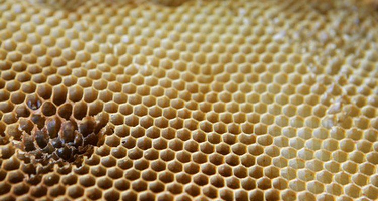 The honeycomb where bees store pollen for food for themselves and for the baby bees, called grubs.
