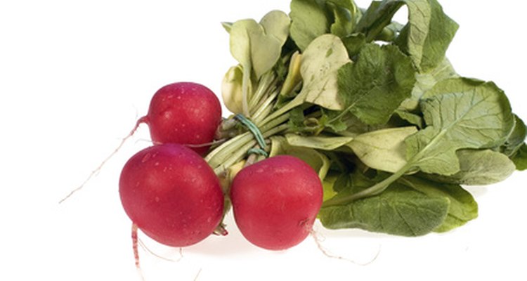 Entre los vegetales de crecimiento rápido se incluyen los rábanos, lechuga, judías verdes y calabacines.