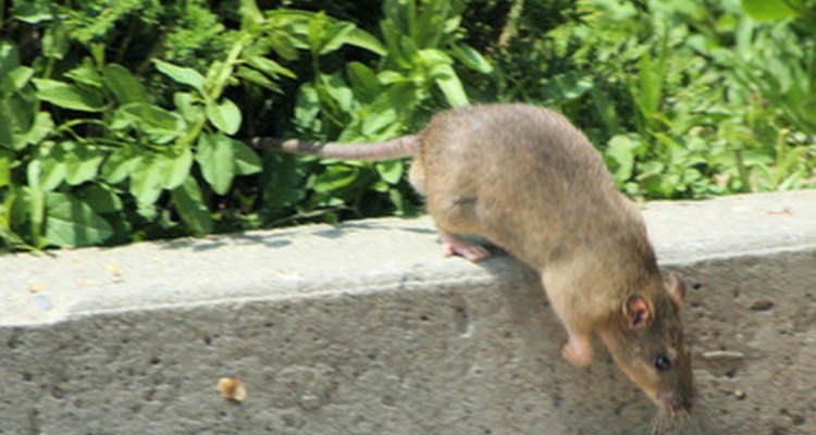Las ratas y los ratones son roedores que pueden causar daños en ambientes interiores y exteriores.