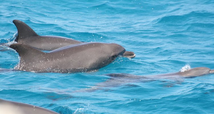 Los delfines necesitan sólo un par de cosas para prosperar en su hábitat.