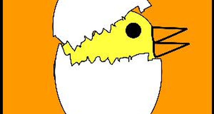 Pollito saliendo del huevo.