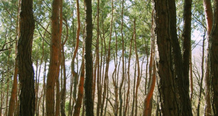 Los pinos proporcionan un rico hábitat para la fauna silvestre.