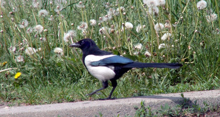 Black-billed magpies are distinguished by their contrasting plumage and long slender tailfeathers.