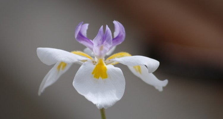Muitos tipos de orquídeas são cultivadas nas ilhas havaianas, mas apenas quatro tipos são nativos