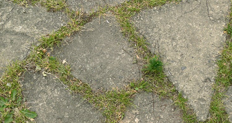 As ervas daninhas podem arruinar a aparência de sua passarela de pedra