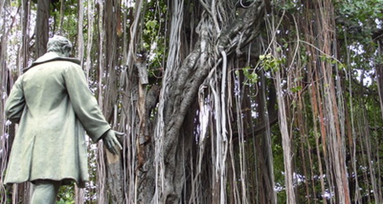 Las lianas inundan las regiones de selva tropical densamente arboladas.