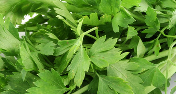 Salsa é um estimulante natural do apetite