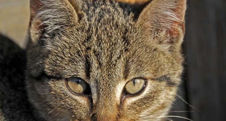 Keep your cat healthy and flea free.