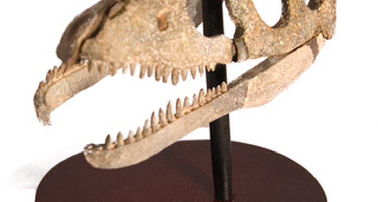 Exemplo de fóssil extraído com o auxílio de ferramentas paleontológicas