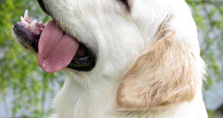 O Ivomec é normalmente utilizado para prevenir a doença do verme do coração em cães