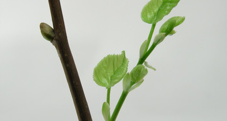 Transform a plain branch into a small tree.