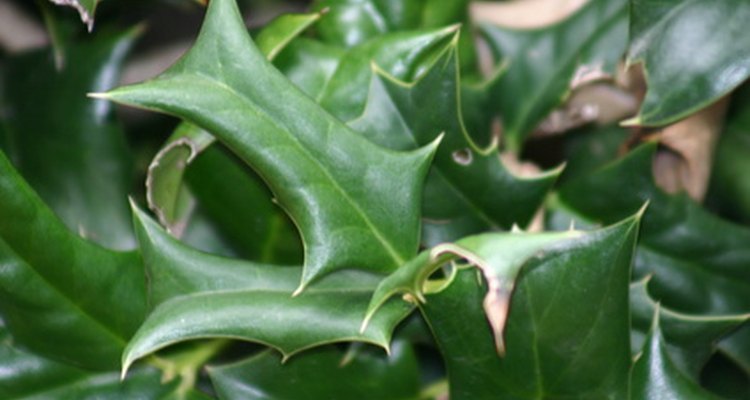 Why Are the Leaves Turning Brown on Holly Bushes?