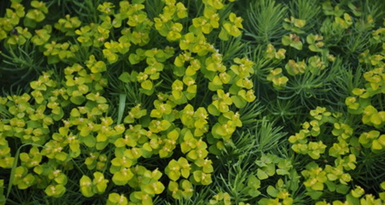 Tanto las plantas como los animales deben tener oxígeno, hidrógeno y carbono, los cuales pueden obtener del aire y el agua.