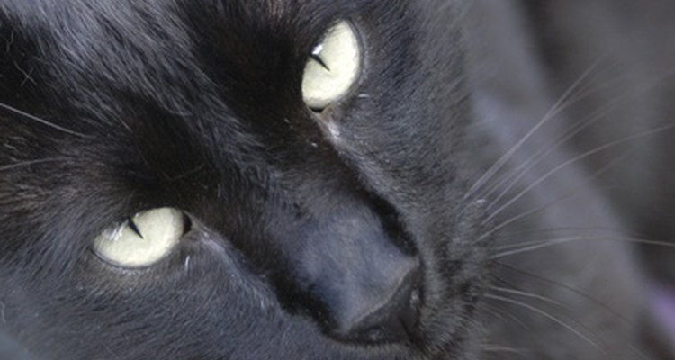 Como nos humanos, a maioria das verrugas e manchas em felinos são inofencivas
