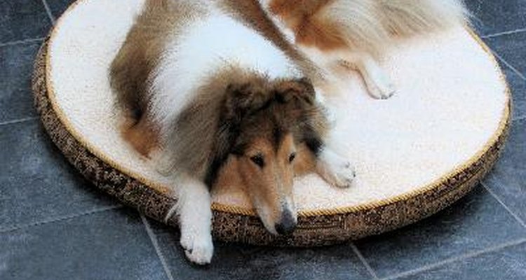 El piso de baldosas es una buena alternativa que resiste al desgaste causado por los perros.
