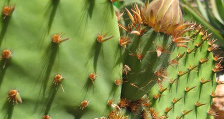 La fruta de la Opuntia streptacantha fue un ingrediente importante en los colorantes alimentarios.