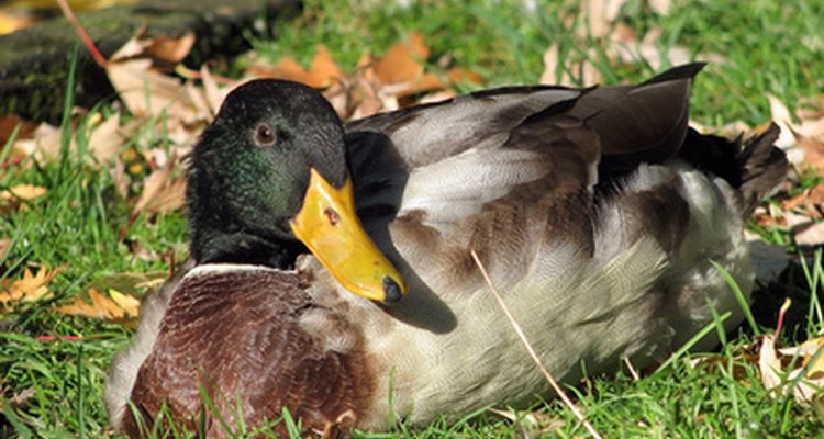 Los criadores deberían usar alimento para gallinas para complementar la comida tradicional que a los patos les gusta y necesitan, no para reemplazarla completamente.