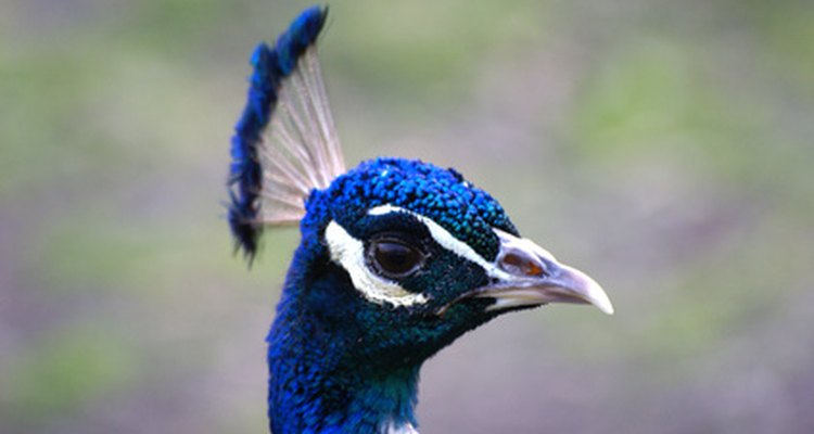 Indian peacocks have predominantly blue plumage.