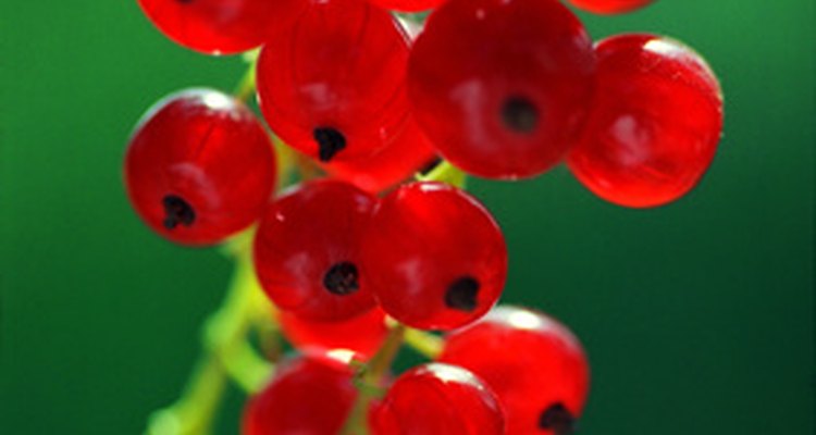 The edible berries from the currant shrub are commonly used in jams and jellies.