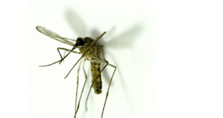 Los mosquitos pueden ser molestos, pero lidiar con ellos no tiene que serlo.