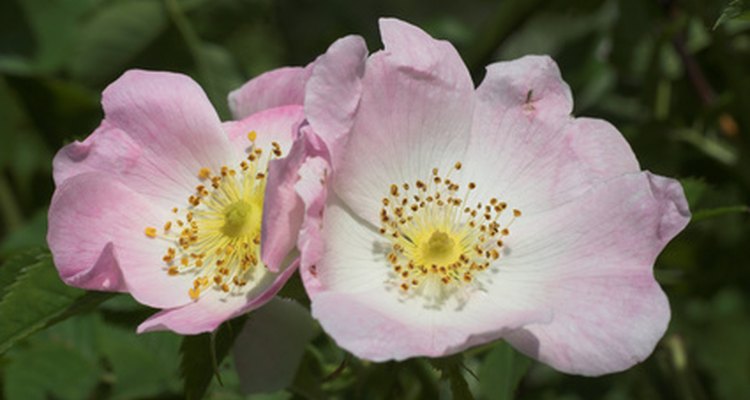 A Dog Rose, one of the many evergreen wild rose bushes