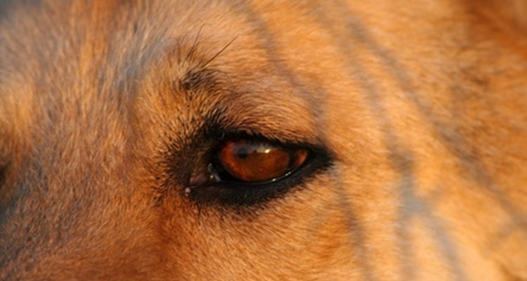 Trata los casos menores de conjuntivitis canina con remedios caseros seguros.