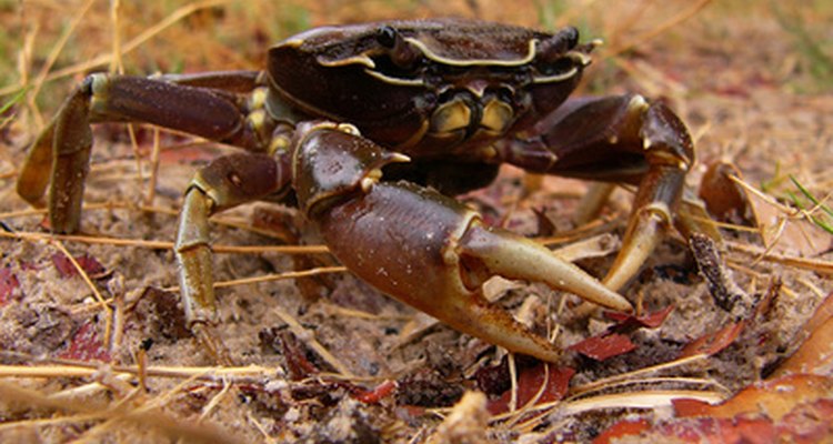 Os caranguejos possuem 8 pernas, 10 incluindo as duas da frente caracterizadas como pinças