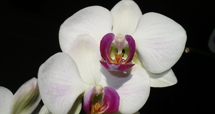 Orquídeas brancas têm o miolo roxo
