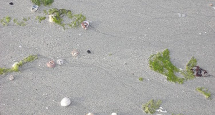La lechuga de mar puede lavarse en la costa.