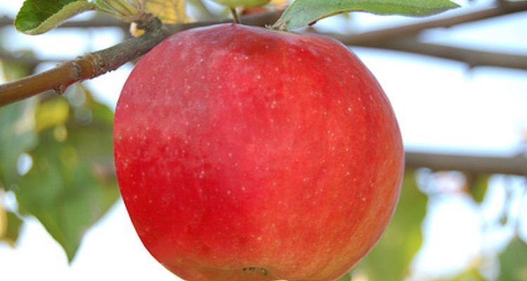 Greasebands and fruit tree grease trap most apple tree pests.