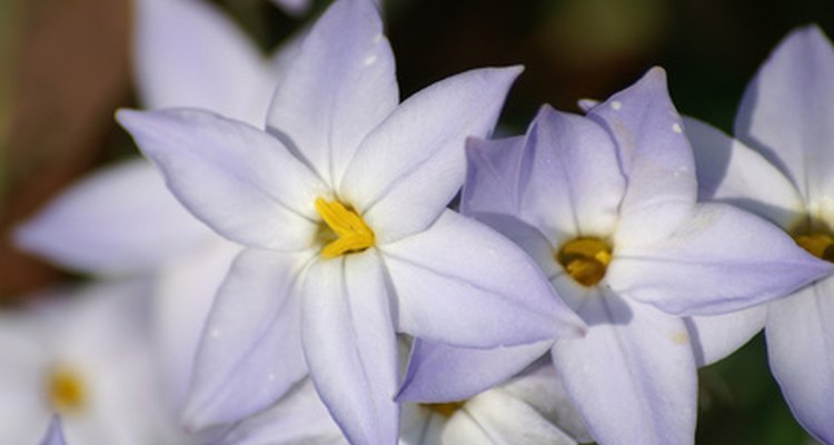 La estrella azul en plena floración.