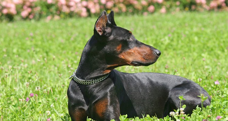 Single-coated breeds don't exhibit a dramatic seasonal shed.