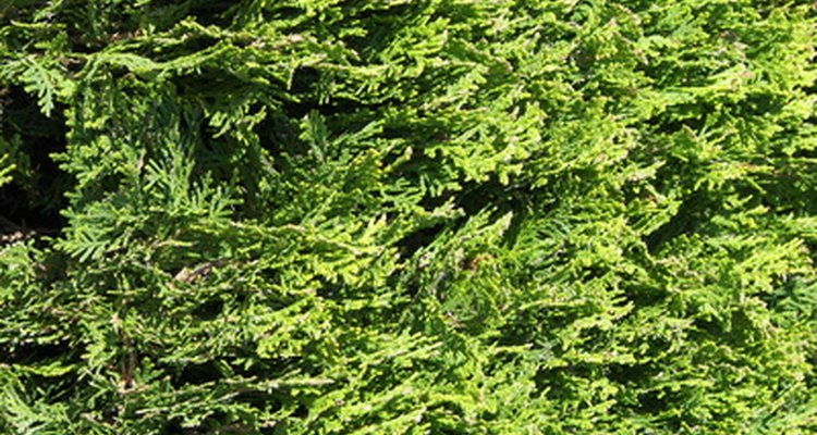 La thuja es sólo un tipo de planta perenne enana.