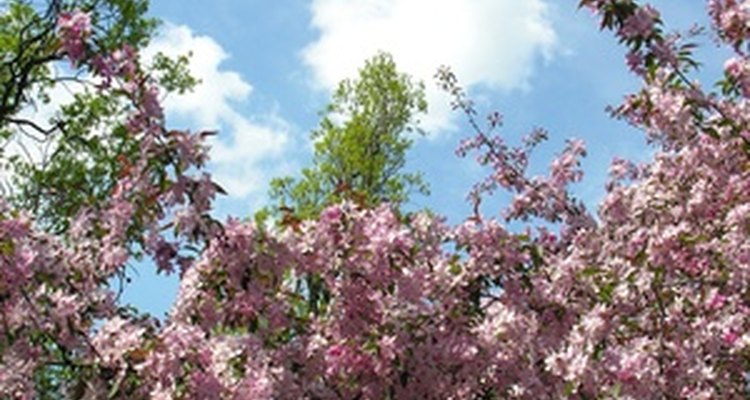 Crepe myrtle Catawba puts on a stunning floral display.