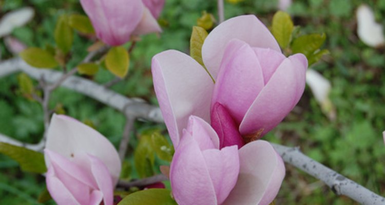 Saucer magolias produce stunning purple flowers.