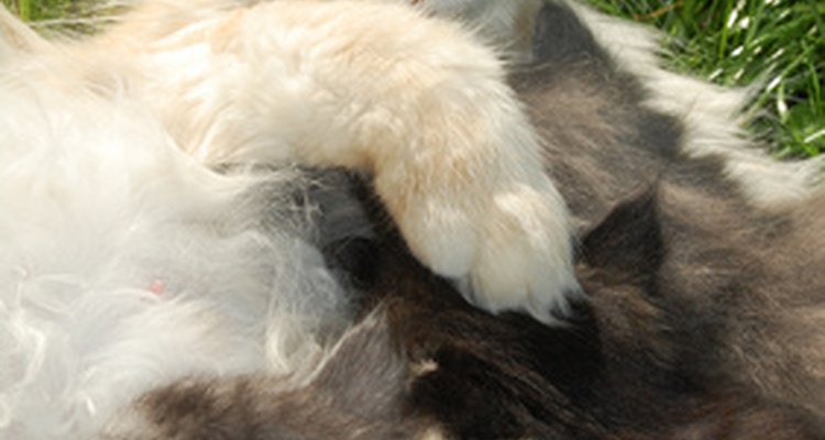 Cat miscarriages are not uncommon.