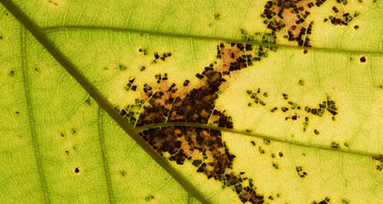 Las infecciones bacterianas en las plantas suelen producir legiones de manchas en las hojas.