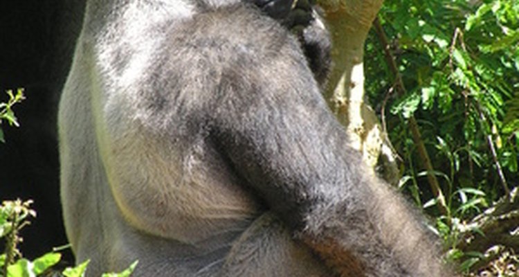 Gorila de costas prateada